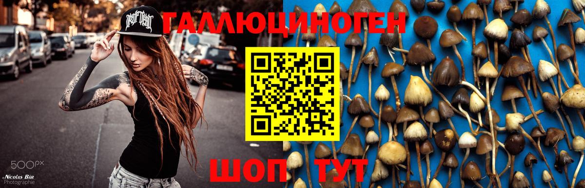 Псилоцибиновые грибы Psilocybine cubensis Мелеуз